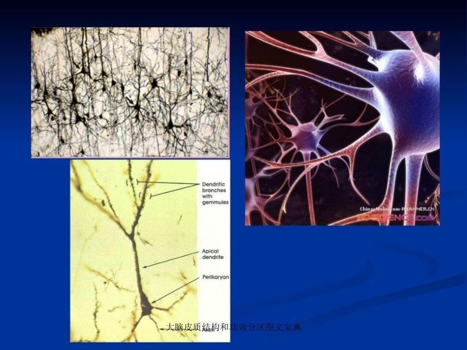 大脑皮质结构和功效分区图文宝典_第5页