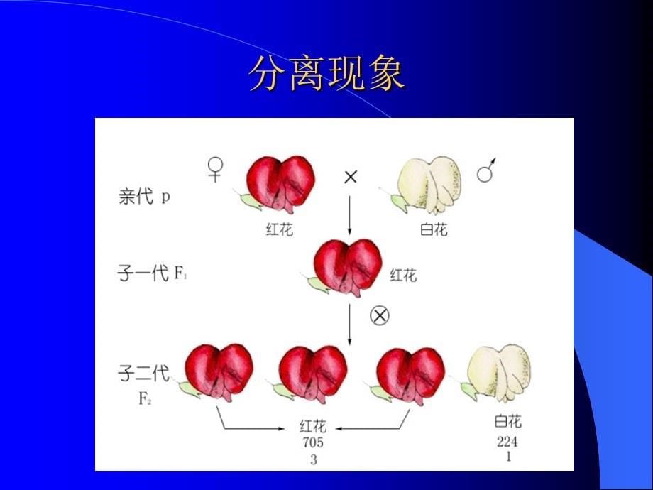 孟德尔遗传定律PPT模板课件_第5页