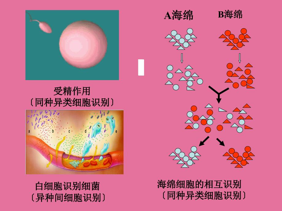 细胞膜与细胞识别ppt课件_第3页