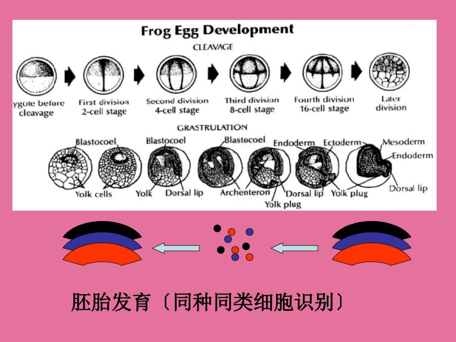 细胞膜与细胞识别ppt课件_第4页