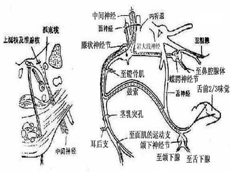 面神经解剖18749_第3页