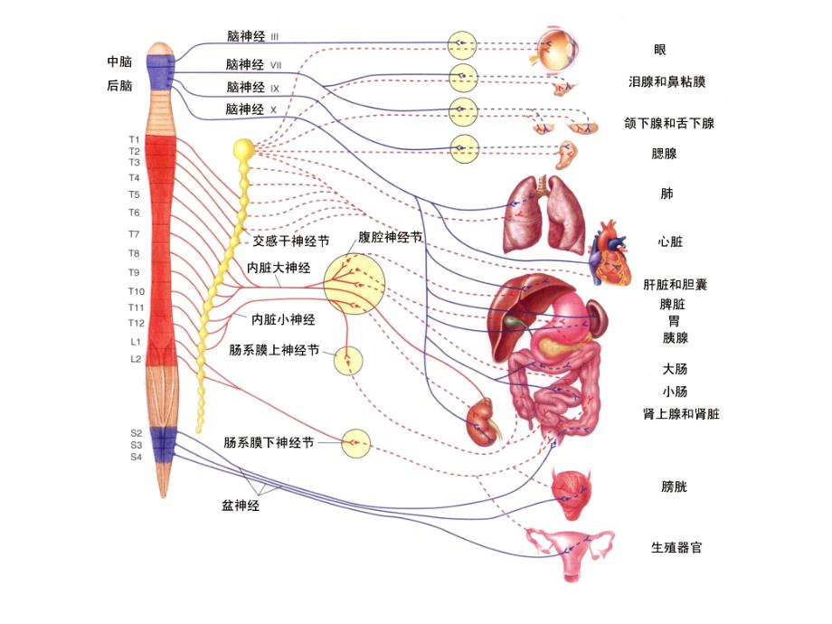 自主神经神经系统.ppt_第2页