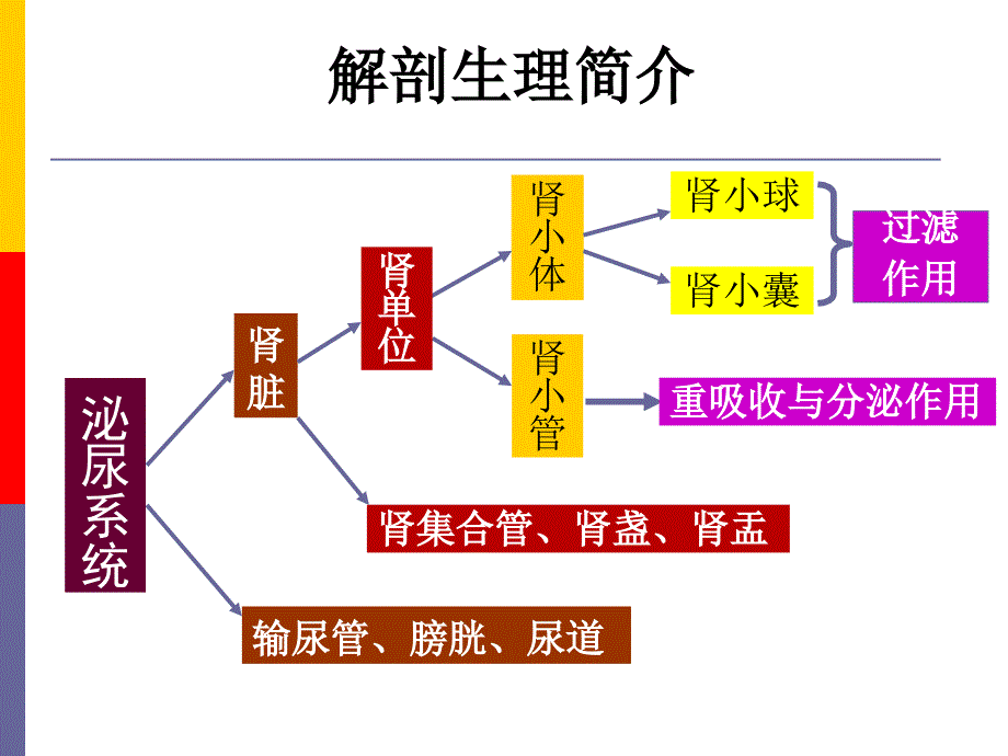 泌尿系统d ppt课件_第2页