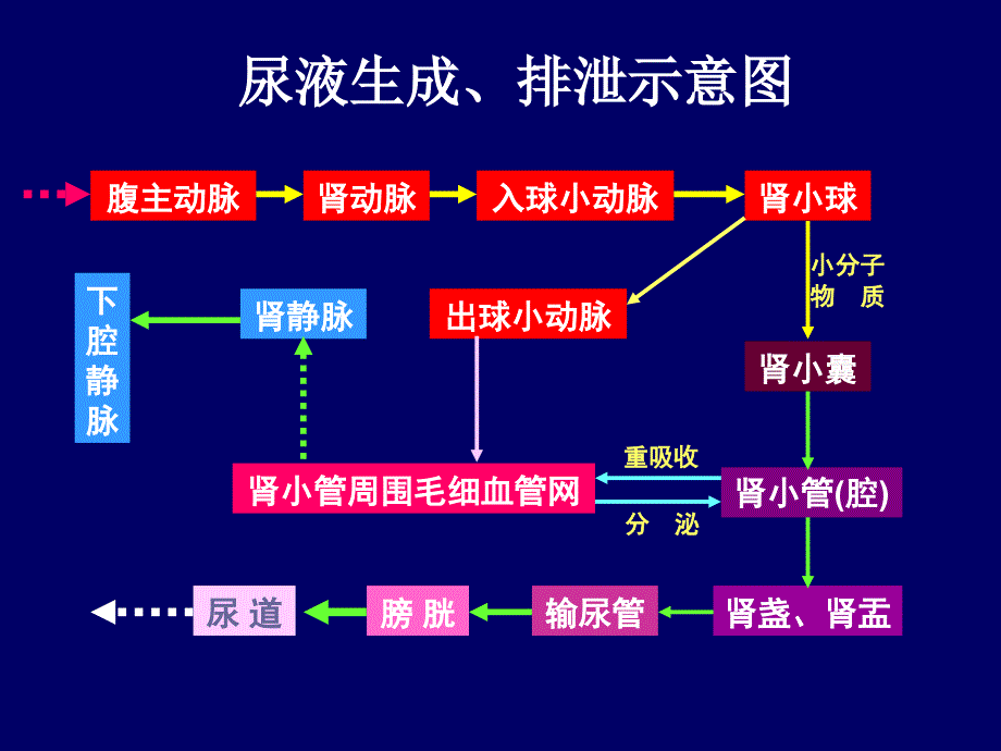 泌尿系统d ppt课件_第3页