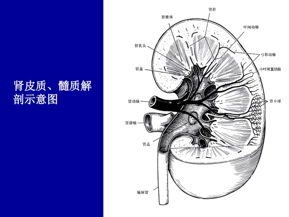 泌尿系统d ppt课件_第4页