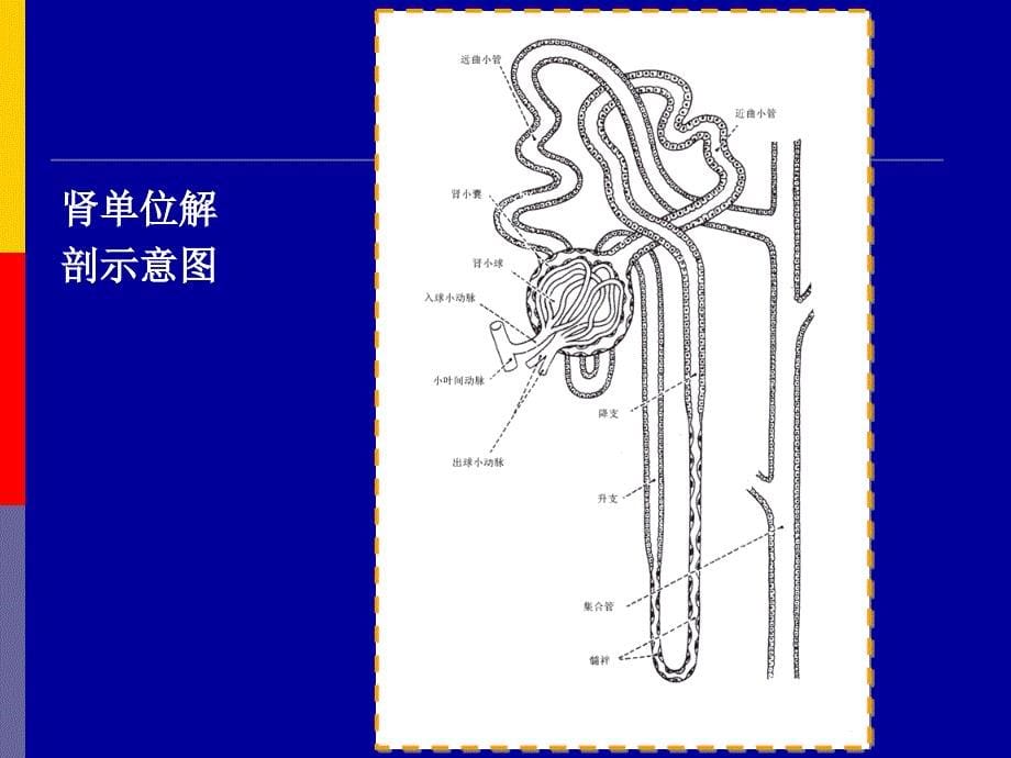 泌尿系统d ppt课件_第5页