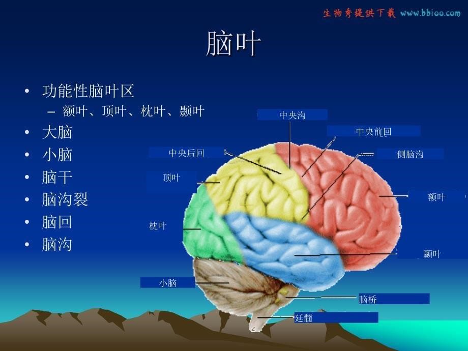 医疗网站(医学百事通)大脑血管解剖经颅超声_第5页