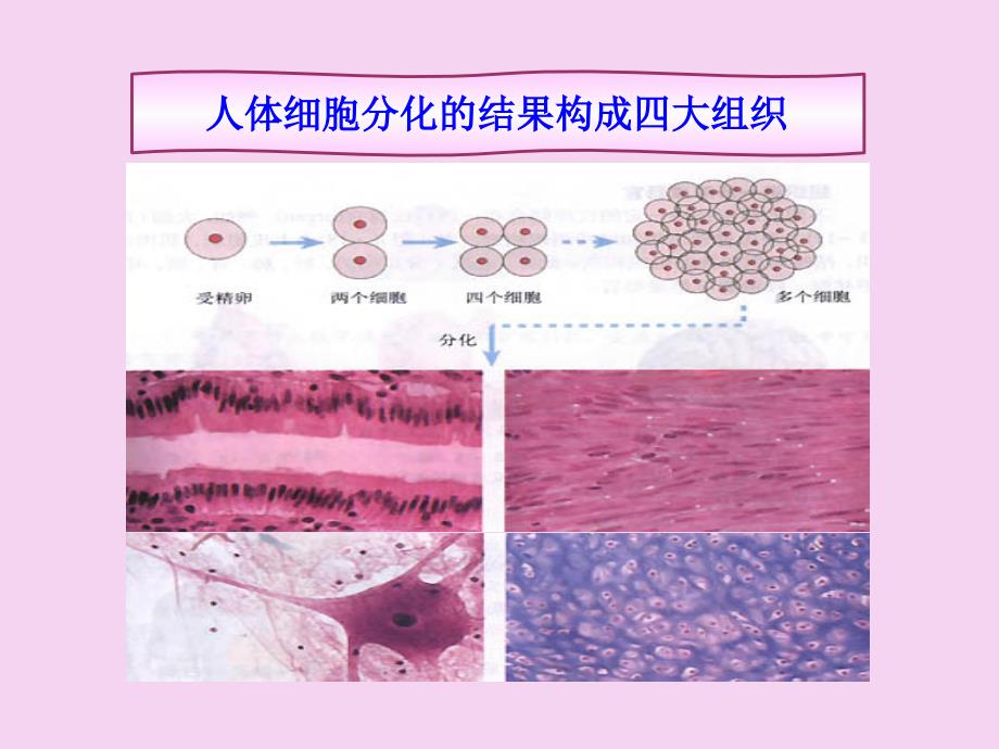 生物体的结构层次ppt课件_第3页