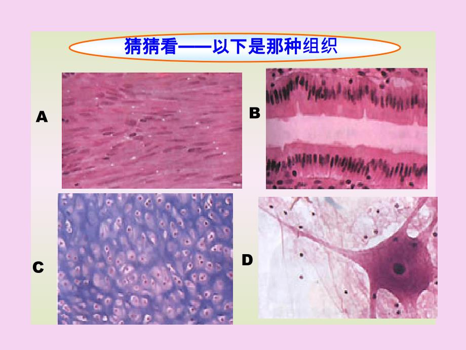 生物体的结构层次ppt课件_第4页