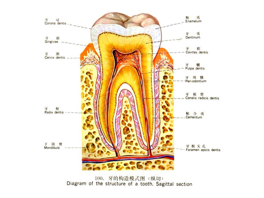 口腔学牙体牙髓病课件_第4页