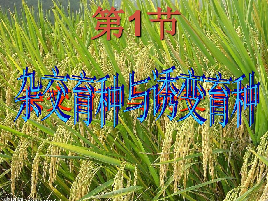 高中生物 6.1杂交育种与诱变育种课件33_第2页