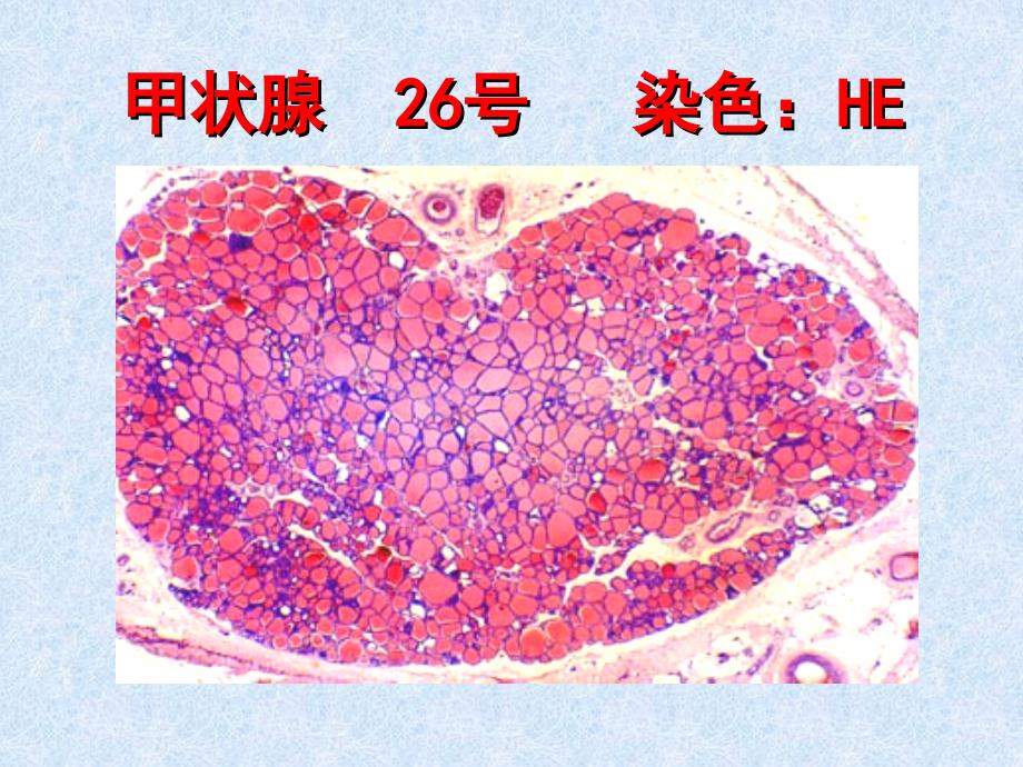 实验-内分泌系统_第2页