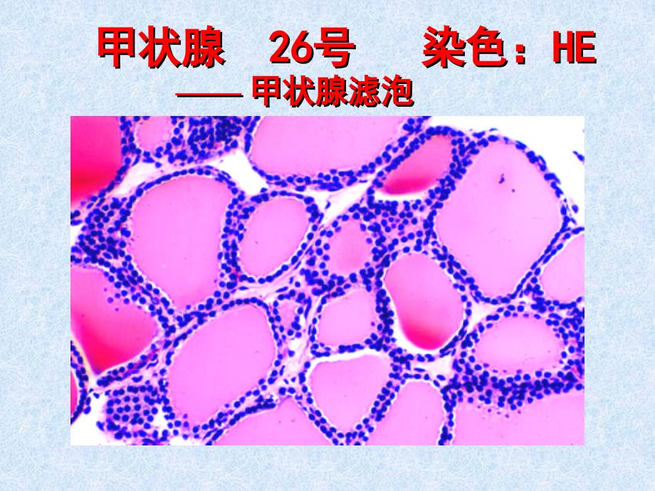 实验-内分泌系统_第3页