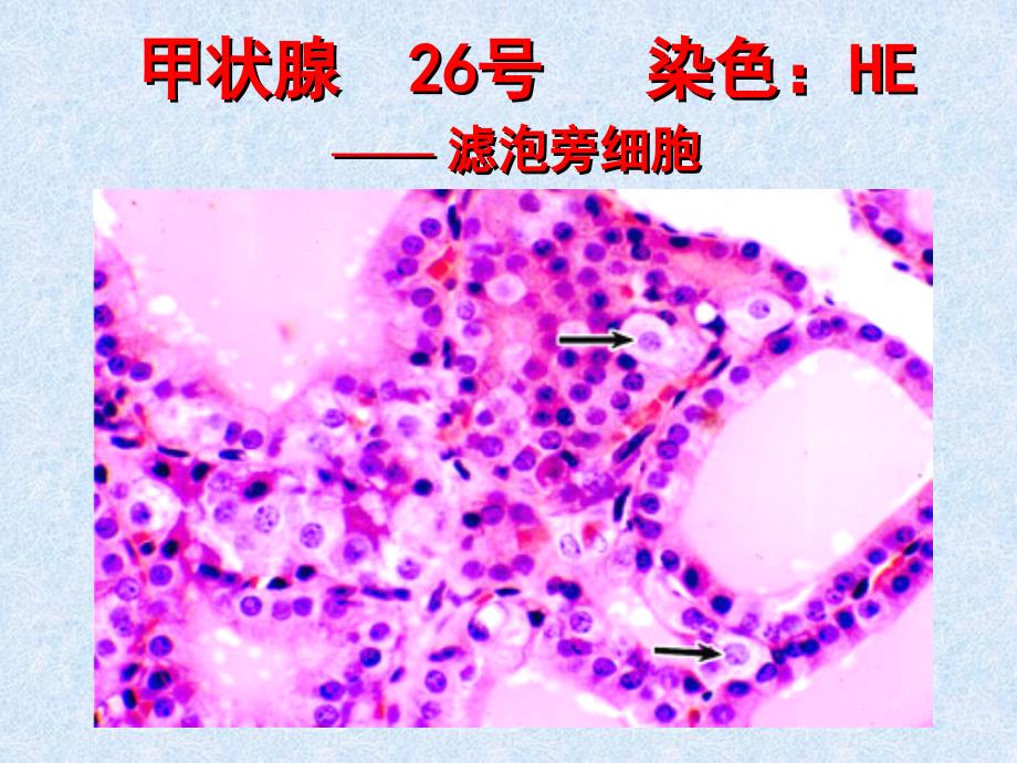 实验-内分泌系统_第4页