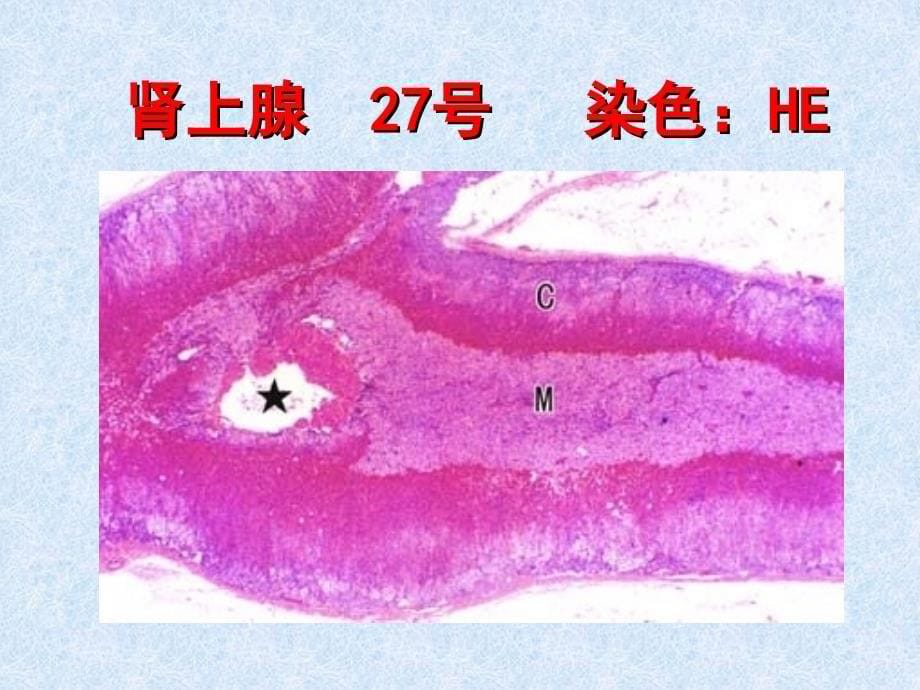 实验-内分泌系统_第5页