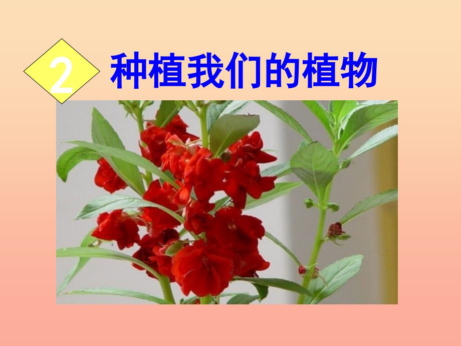 三年级科学下册 植物的生长变化 2 种植我们的植物课件6 教科版_第1页