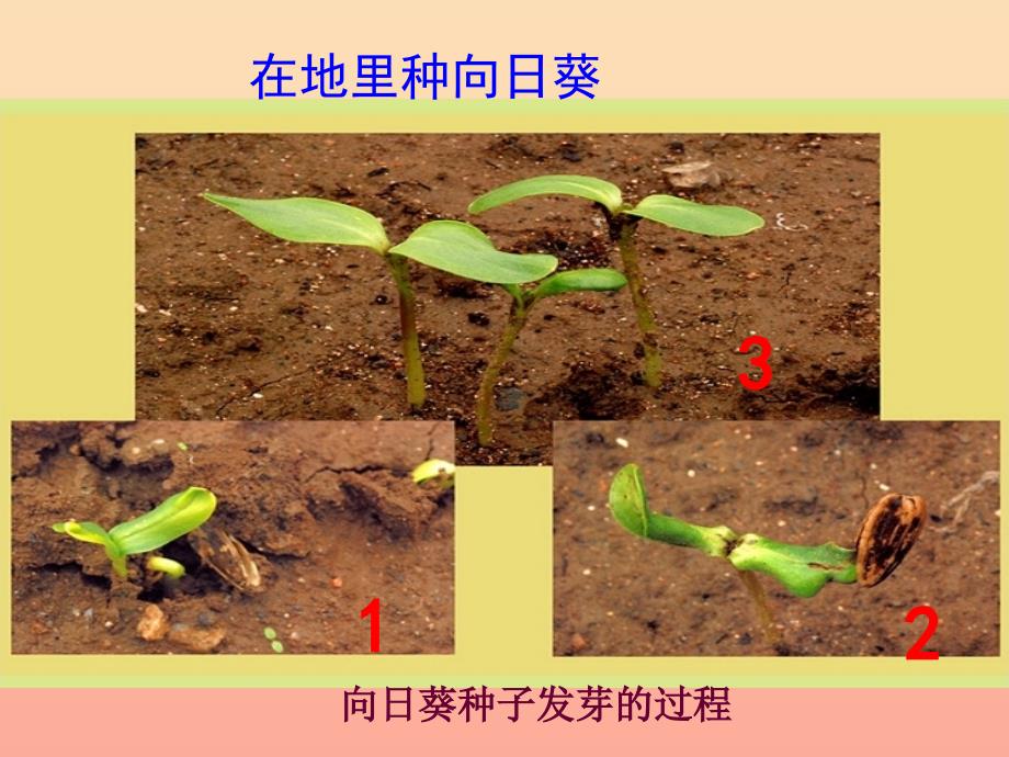 三年级科学下册 植物的生长变化 2 种植我们的植物课件6 教科版_第4页