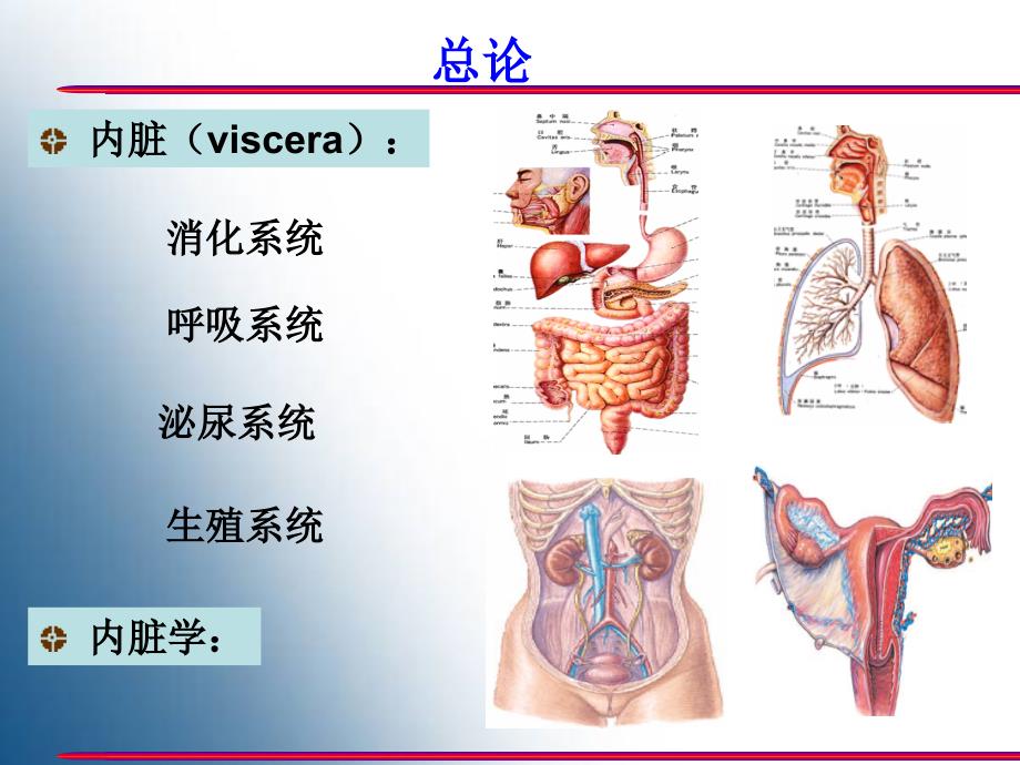 内脏总论、口、咽、食管、胃_第2页