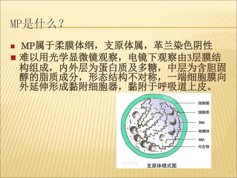 支原体肺炎专家共识课件_第5页