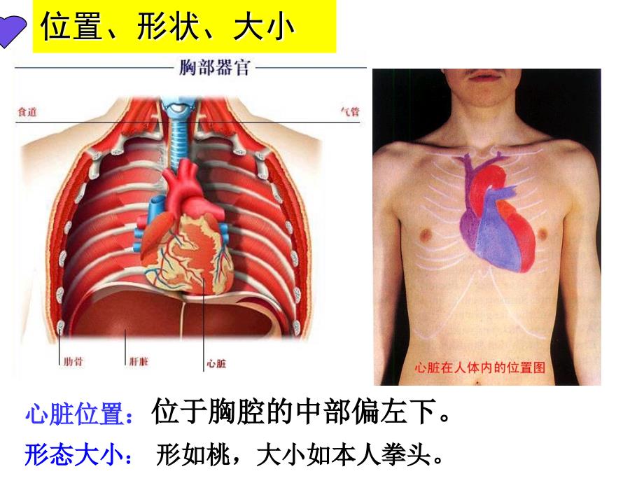 输送血液的泵-心脏完整_第3页