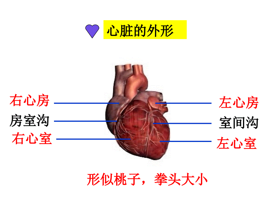 输送血液的泵-心脏完整_第4页