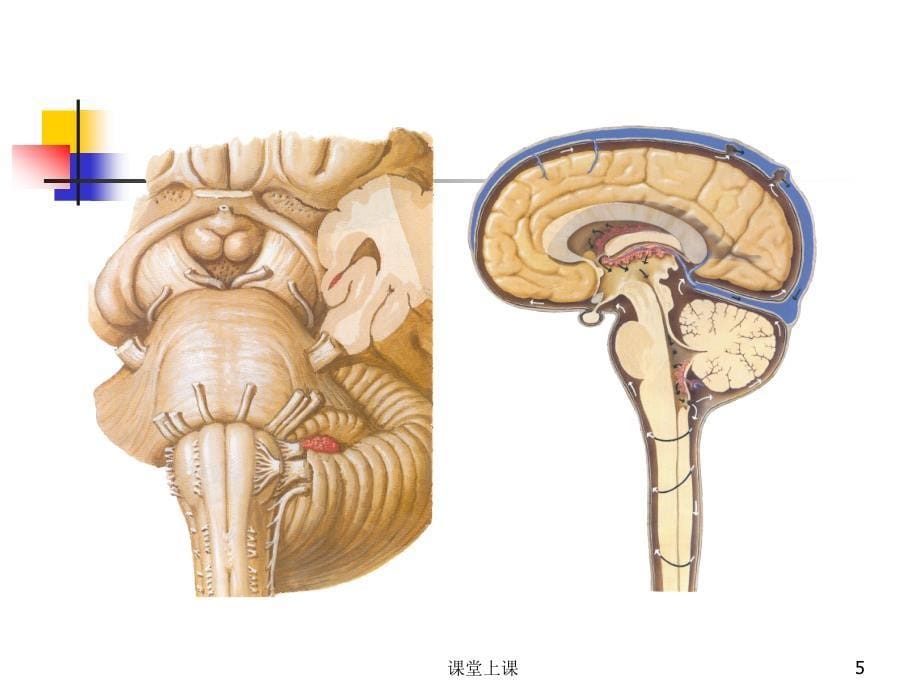 脑干的解剖及临床综合征（行业经验）_第5页