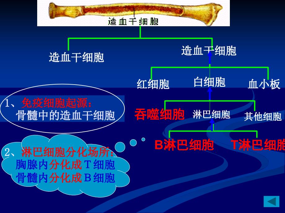 免疫调节一轮复习公开课ppt课件_第4页