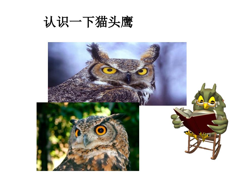 学画中国画猫头鹰_第3页