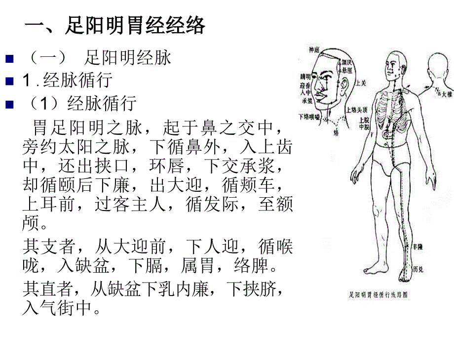 经络学足阳明胃经ppt课件_第2页