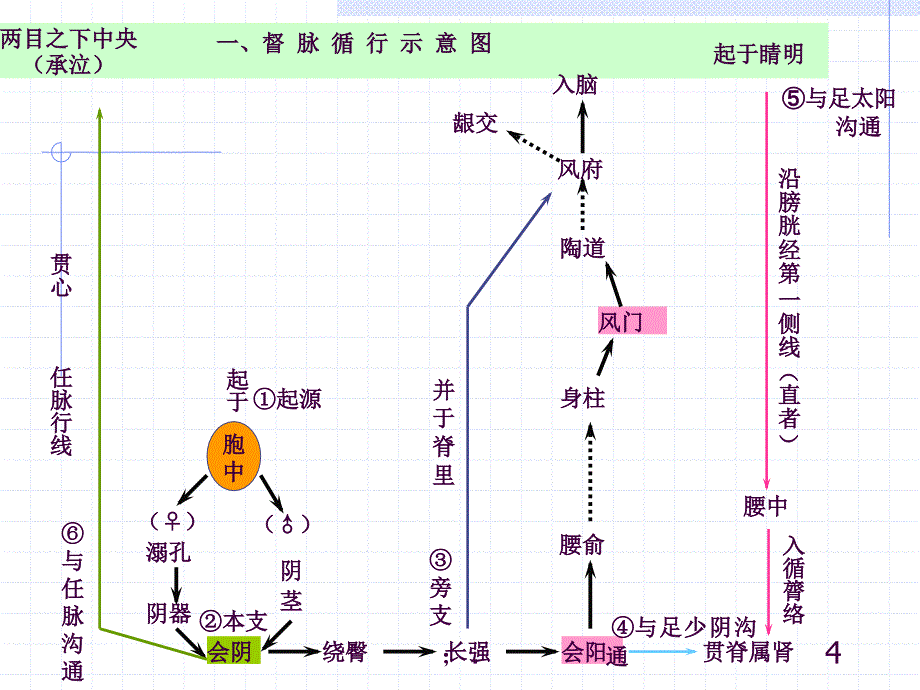 人体经络穴位图谱13督脉ppt课件_第4页