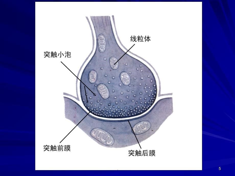 神经电信号的传递PPT精选文档_第5页