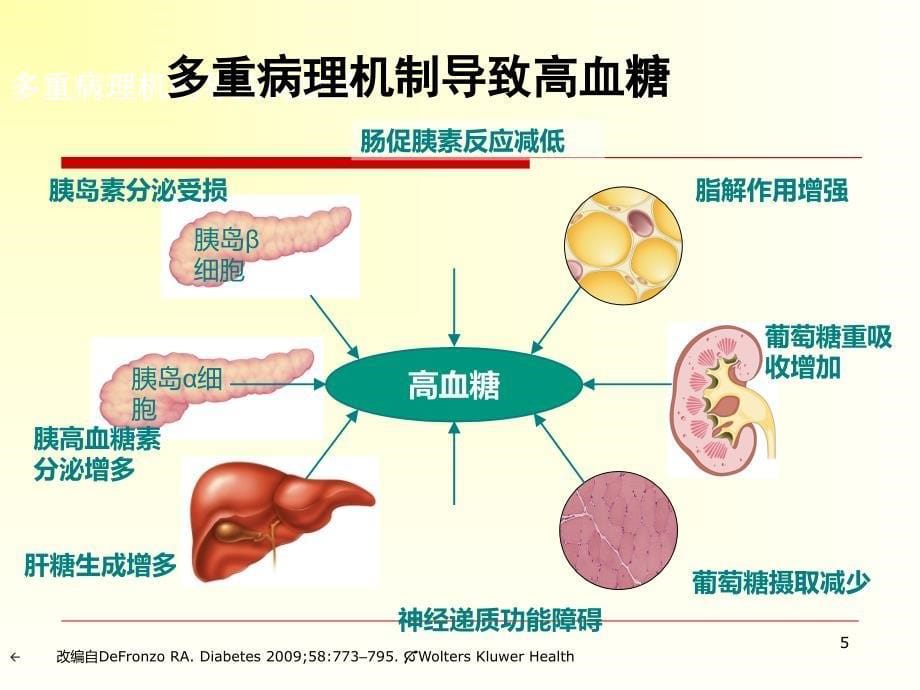 口服降糖药物的选择及研究进展课件_第5页