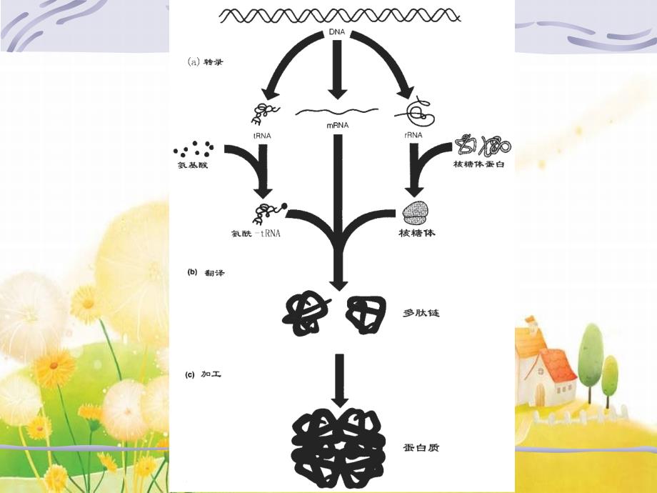 制医学课件生化蛋白质的生物合成_第3页