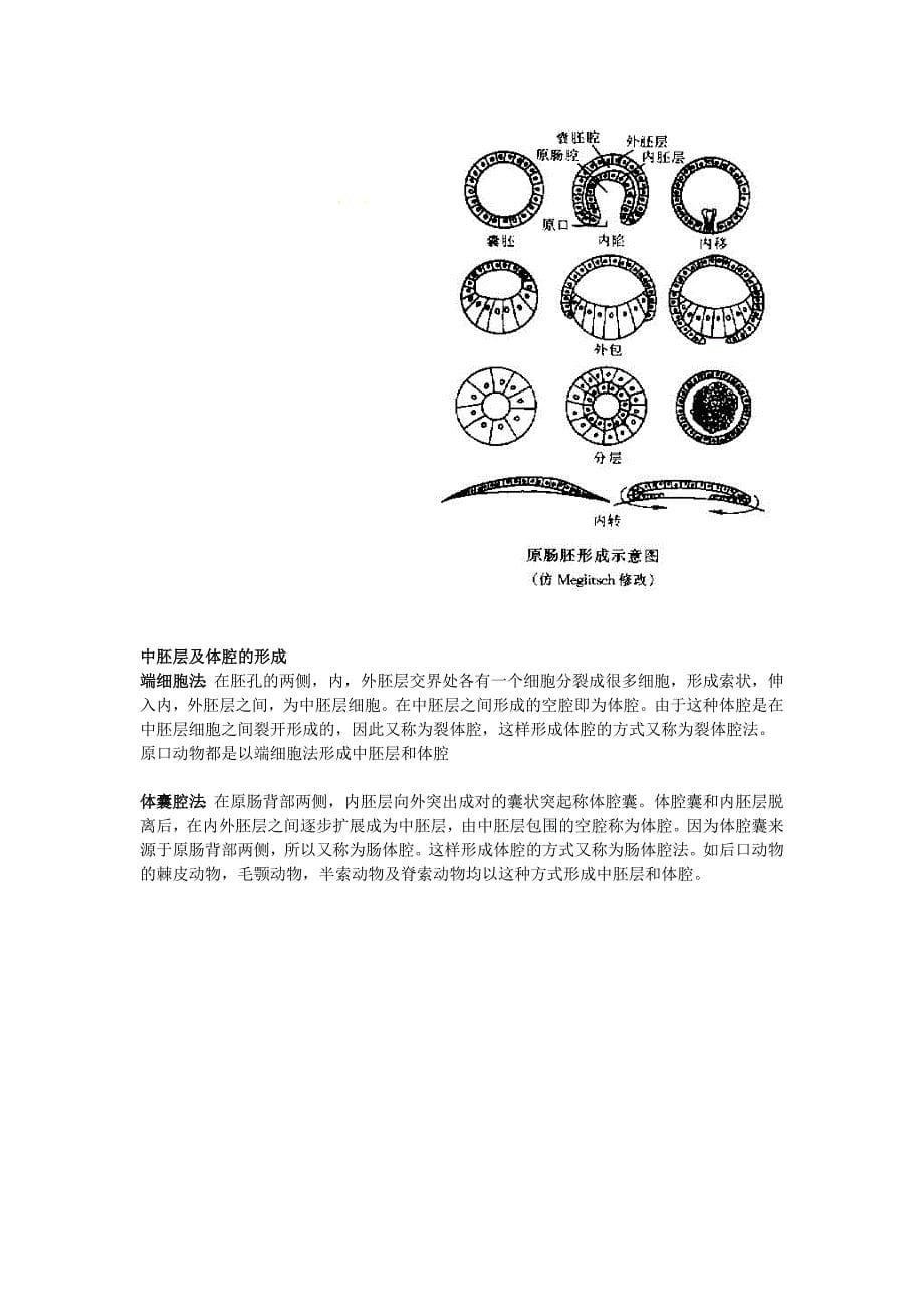 BJFU-梁希班动物学隋老师动物学复习提纲_第5页