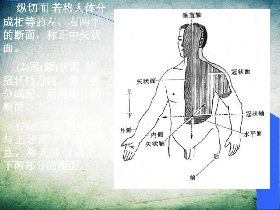 人体系统解剖学绪论_第5页