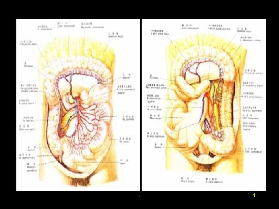 结直肠肿瘤PPT演示课件_第4页
