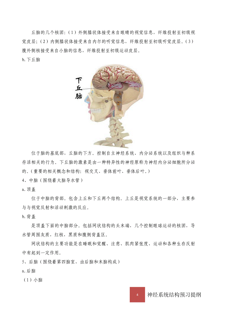 神经系统结构.doc_第5页