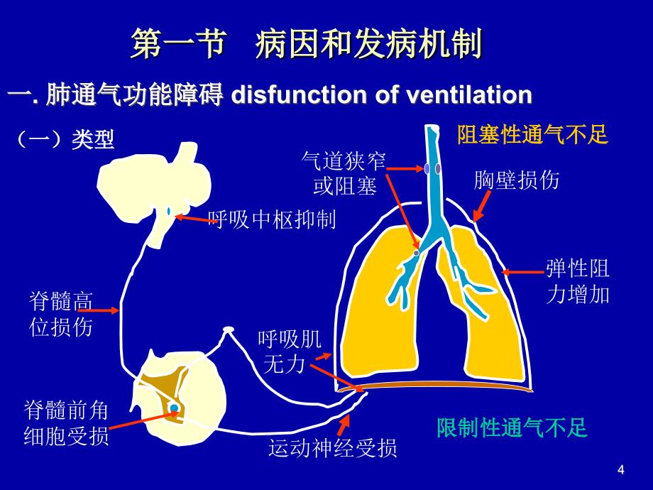 肺生理肺功能.ppt_第4页