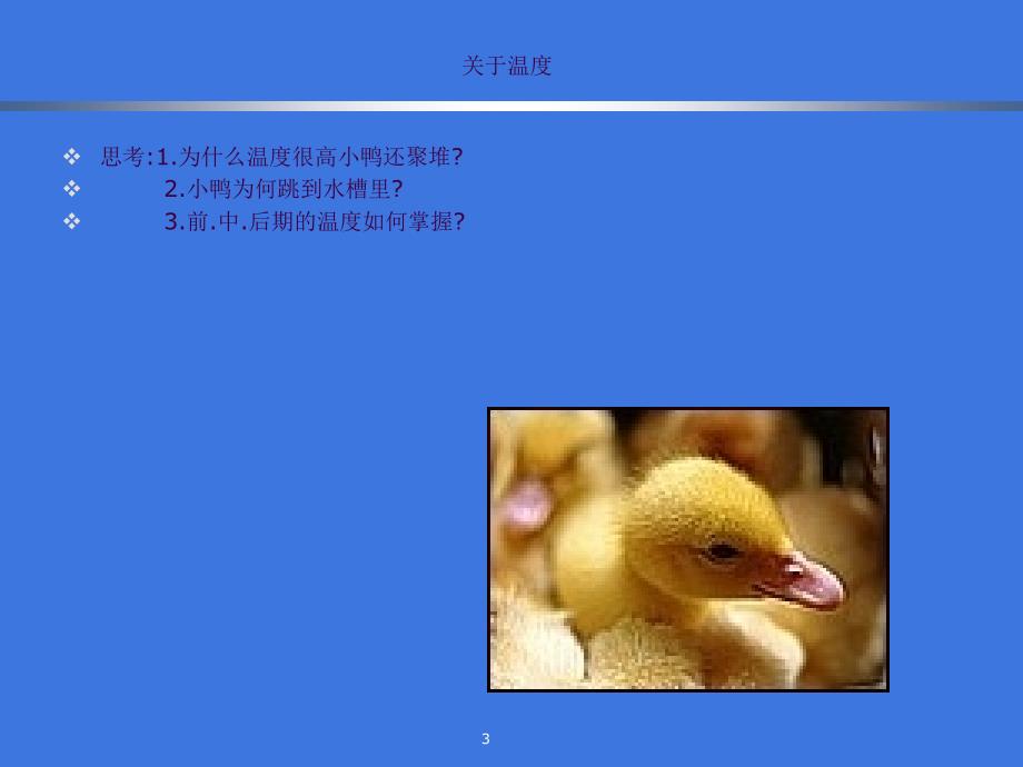 肉鸭的饲养疾病防治ppt课件_第3页