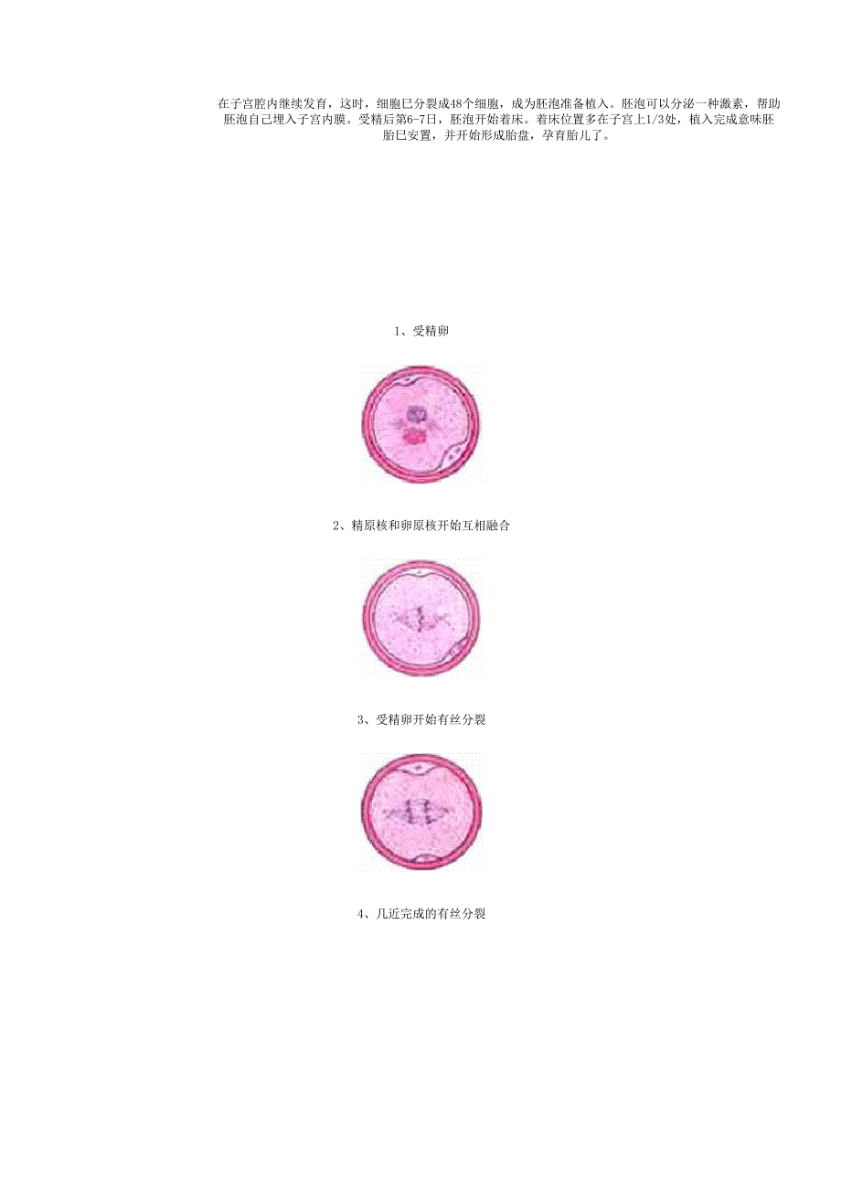 受精到胚胎发育全过程_第3页