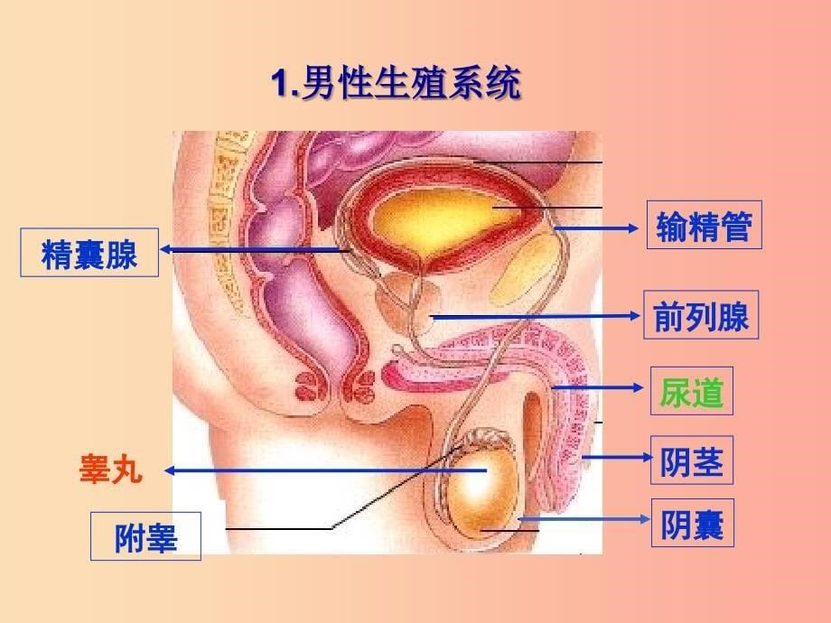 八年级生物上册19.1人的生殖和发育课件3新版北师大版.ppt_第5页