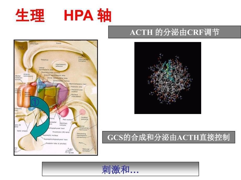 糖皮质激素在风湿病中的合理应用_第5页