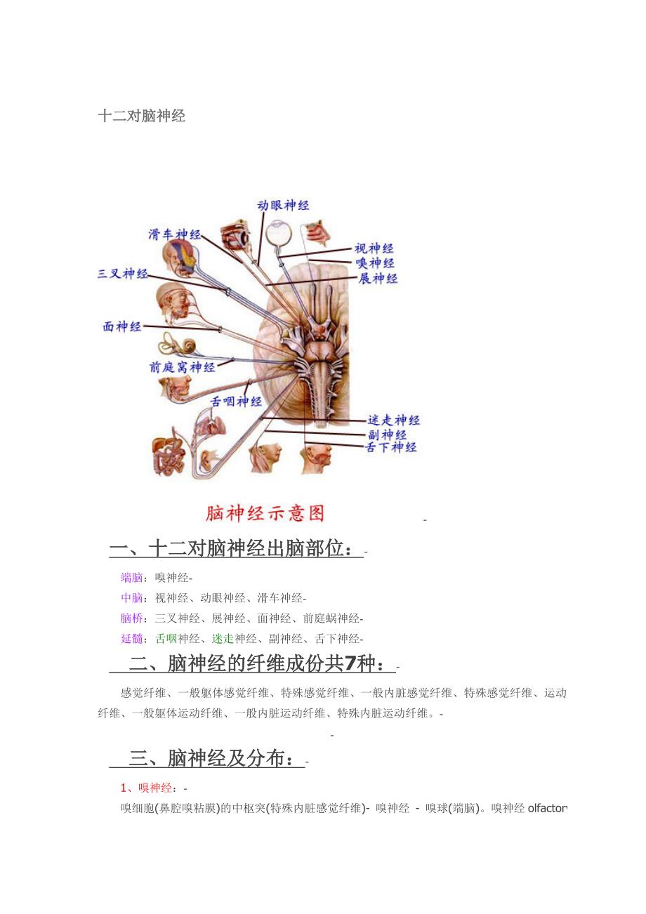 十二对脑神经附图_第1页