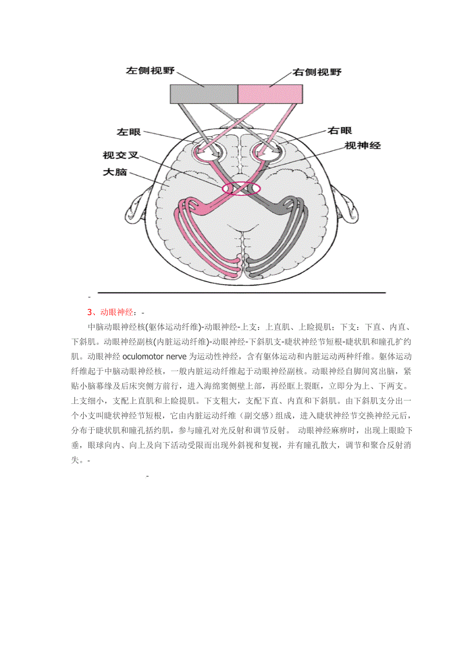 十二对脑神经附图_第3页