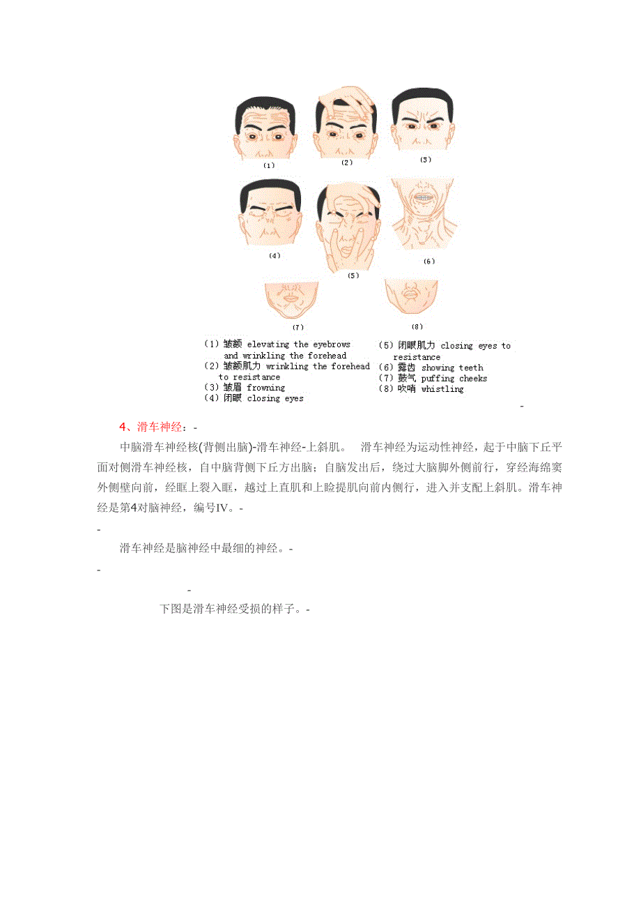 十二对脑神经附图_第4页