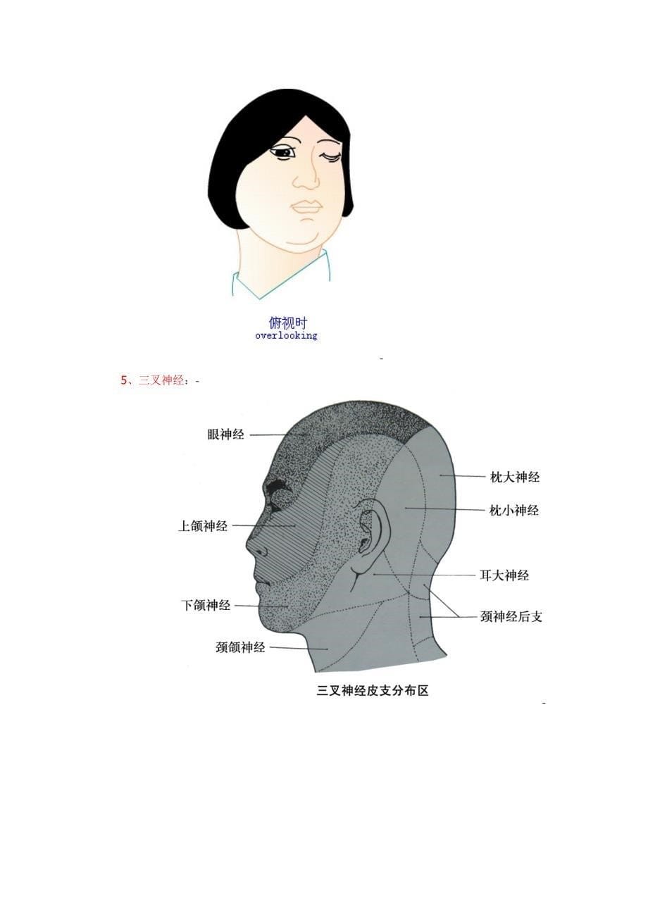 十二对脑神经附图_第5页