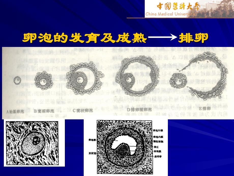 卵巢功能及其周期性变化【-】_第4页