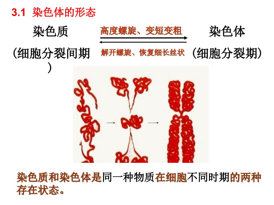 生物必修二第二章基因与染色体的关系复习课件_第1页