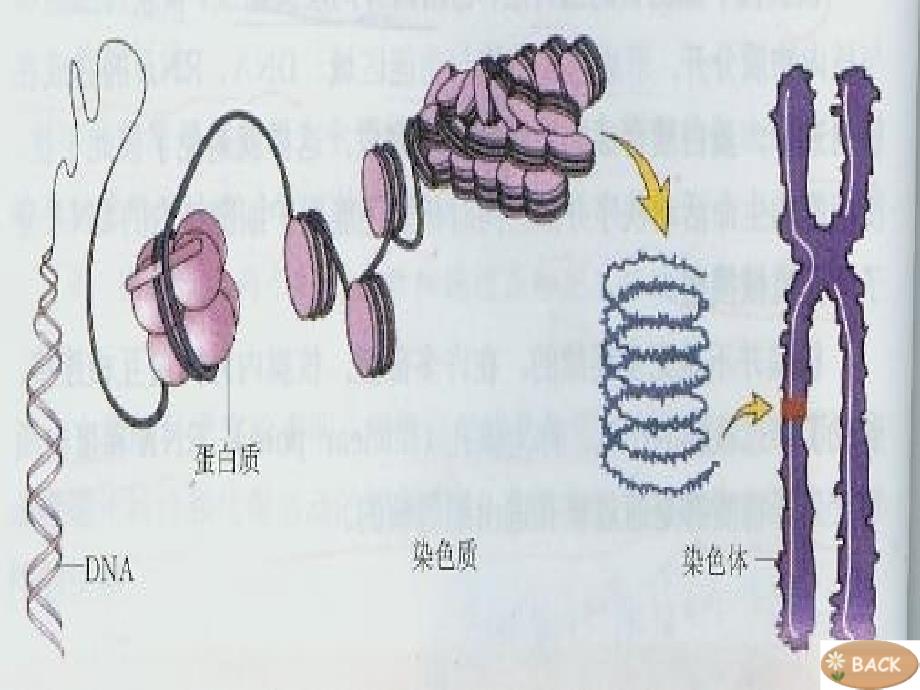 生物必修二第二章基因与染色体的关系复习课件_第2页