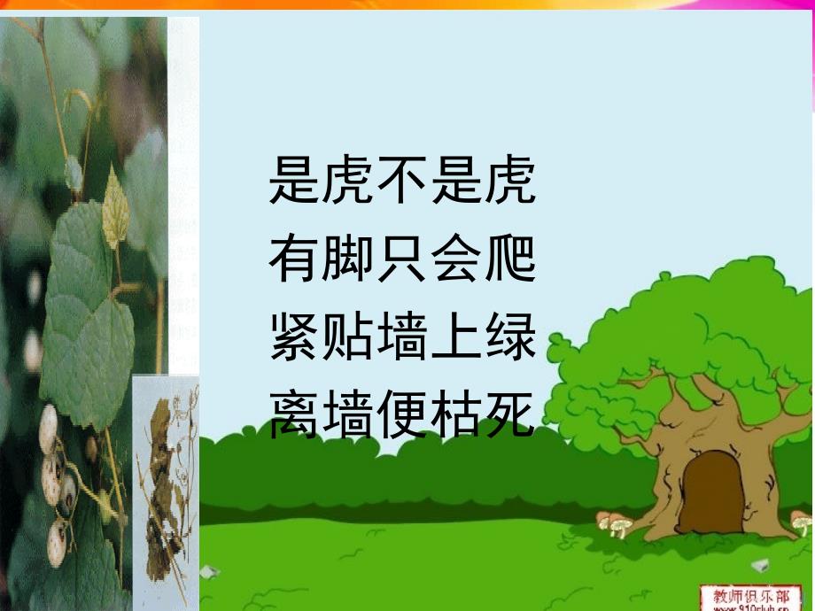 爬山虎的脚2精品教育_第1页